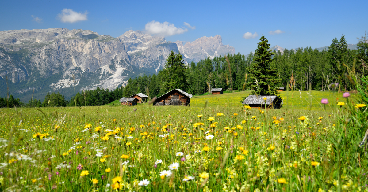 Blog Banner Zwischenbilanz Sommer 2024, die Buchungsprognosen